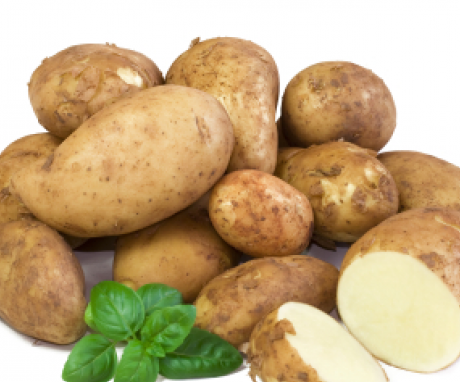 Potato variety "Belarusian-3"