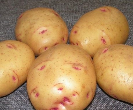 Late-ripening potato varieties