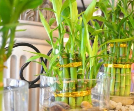 Taking care of indoor bamboo placed in water