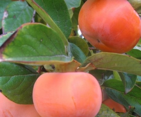 Fruiting and grafting of persimmons