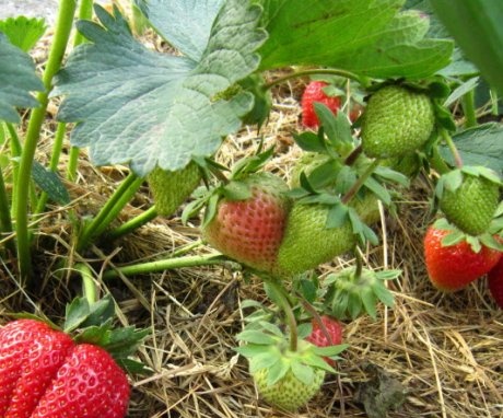 Strawberry care
