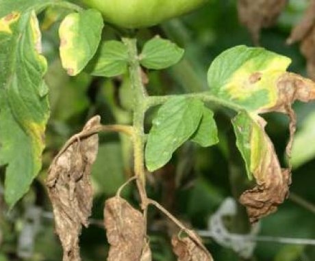Diseases and pests of tomato Perseus