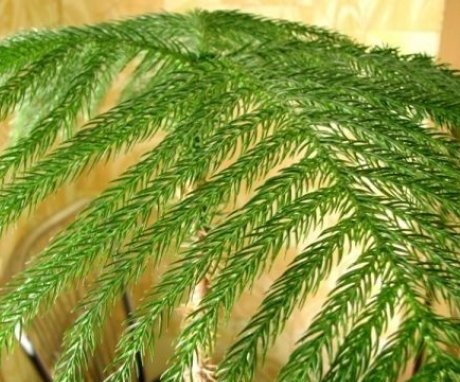 Fight against diseases and pests of coniferous trees