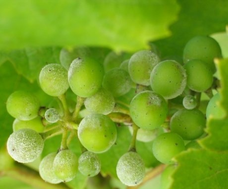 Pest and disease control of grapes