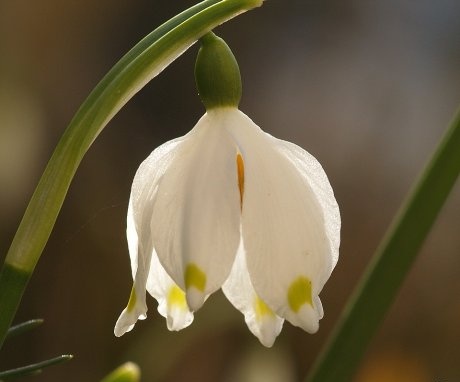 Uobičajene bolesti bijelog cvijeta