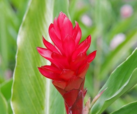 Blooming ginger in the garden - how to grow
