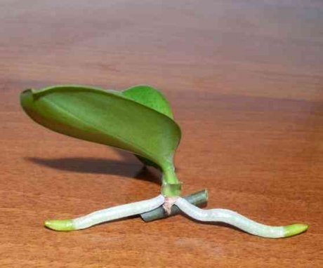 Reproduction of phalaenopsis