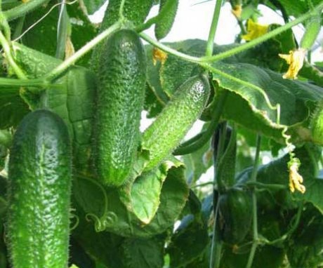 Výhody pěstování okurek v polykarbonátovém skleníku