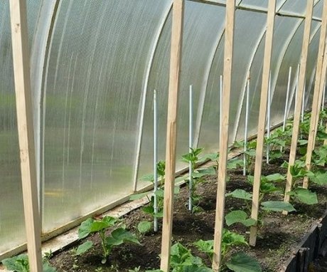 Výsadba okurek ve skleníku
