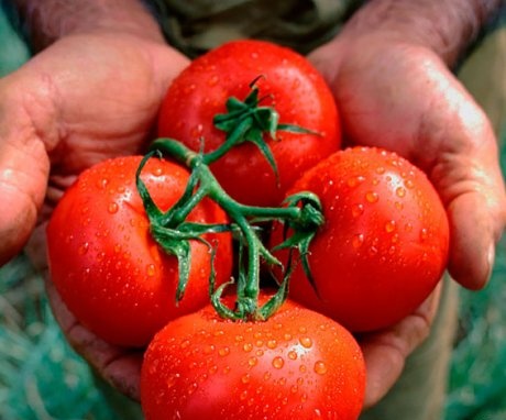 Late blight-resistant tomatoes