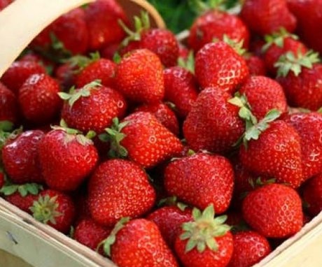 Advantages and disadvantages of garden berries