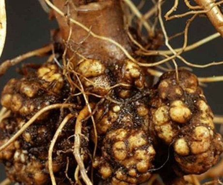 Ce poate deteriora rădăcinile de zmeură, cum să o remediați