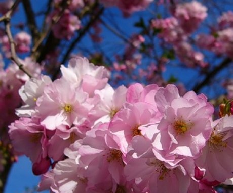 What sakura varieties can be grown from seeds