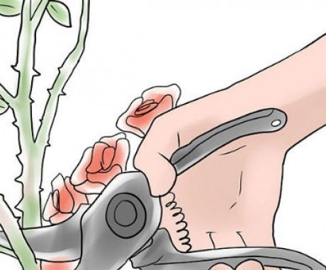 The main types of pruning roses