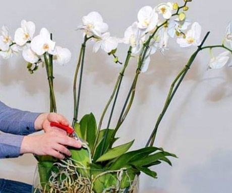  cum să aibă grijă în mod corespunzător de o orhidee