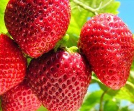 Strawberry varieties