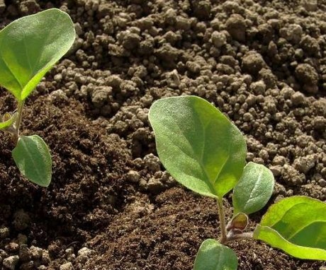 Planting eggplant seedlings