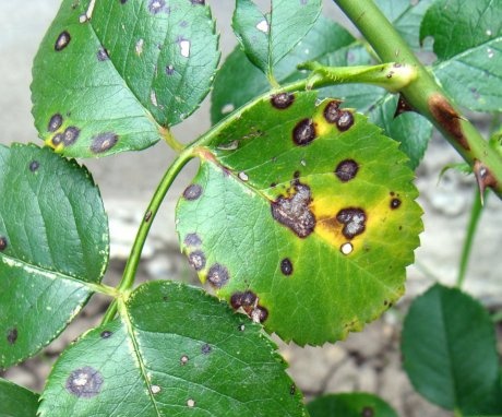 Diseases and pests of a garden flower