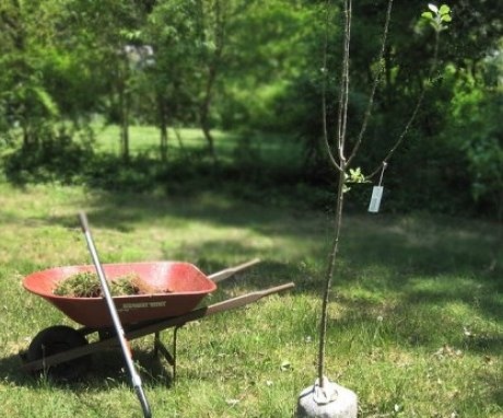 Terms and rules for planting an apple tree