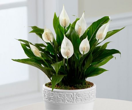 Everything you need to know about planting spathiphyllum