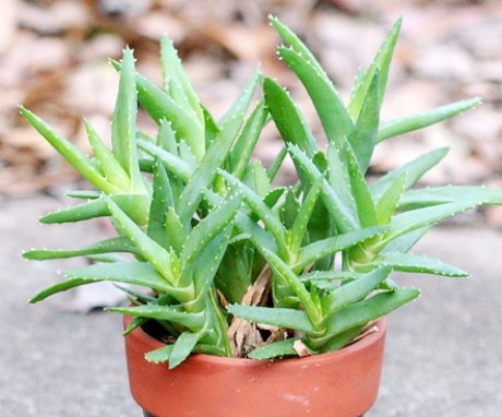 Biological features of aloe