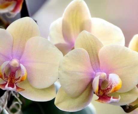 Növekvő papiopedilum és phalaenopsis orchideák