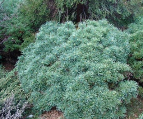 Features and best varieties of Weymouth pine