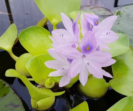 Vodní hyacint (eichornia)