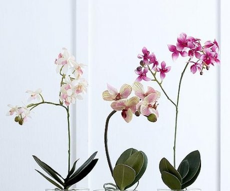 Glass pots for orchids
