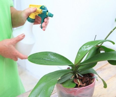 Tippek a jó orchideaápoláshoz