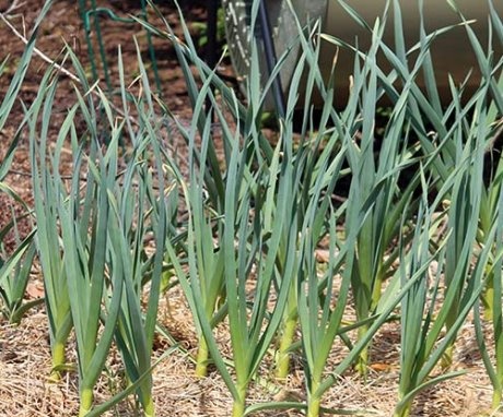 How to properly care for garlic?
