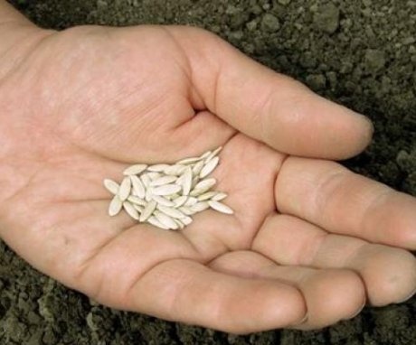 Pregătirea semințelor de castraveți