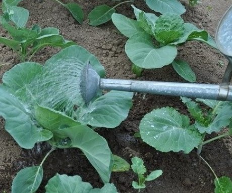 Early Cabbage Care Tips