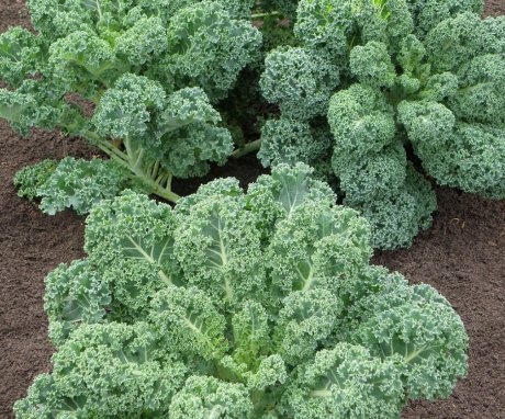 Jak se starat o zelí Kale
