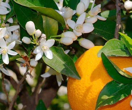 Pěstování pomerančů doma