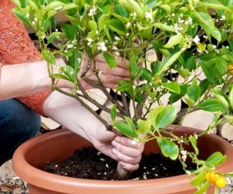 Features of growing citrus at home