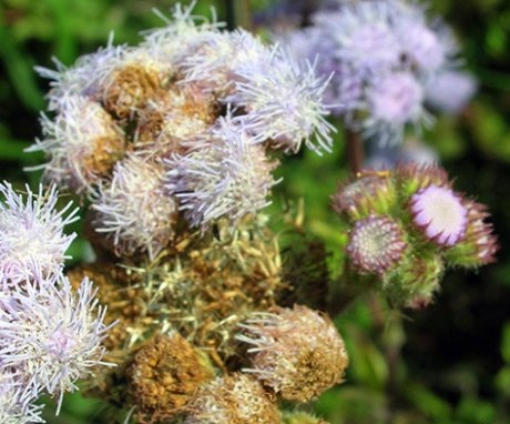 Diseases of ageratum mexican