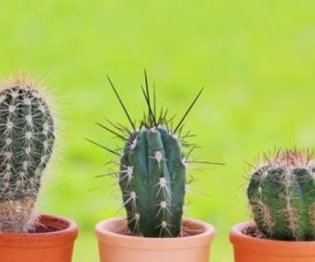 Types of cacti and their features