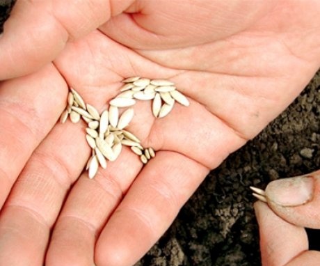 Příprava a výsadba semen