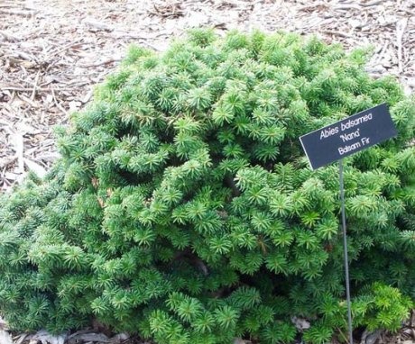 Reproduction and planting of Canadian fir