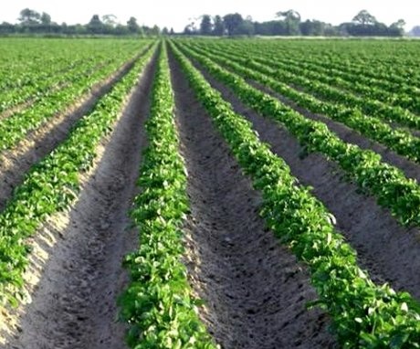 Hogyan kell megművelni a talajt és gondozni a burgonyát?