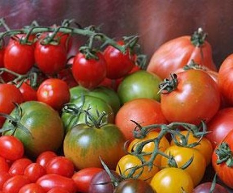 Varieties of "multi-colored" tomatoes