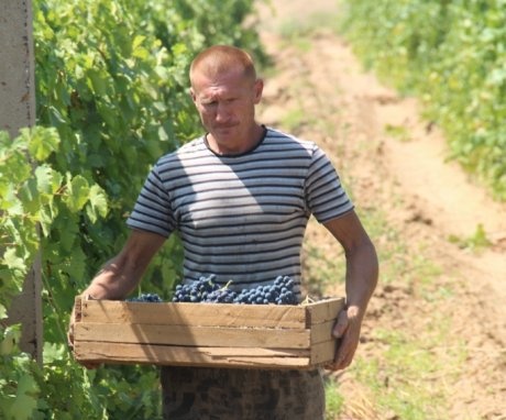 نصائح لمزارعي النبيذ