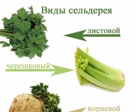 Druhy a odrůdy celeru