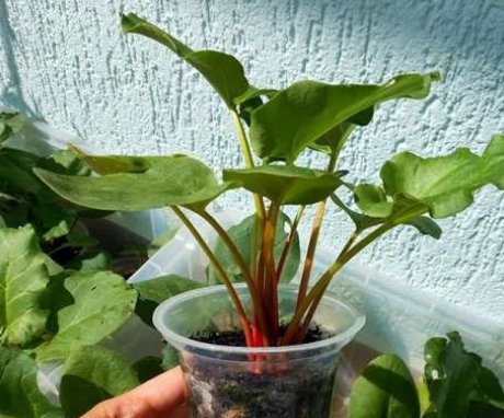 Reproduction of palm-shaped rhubarb