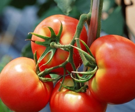 رعاية طماطم باغيرا