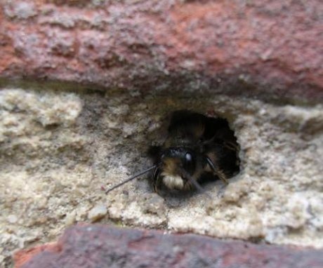 Cum să scoți viespi din pereții casei?