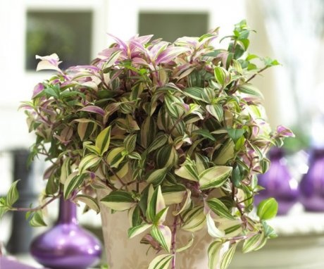 Houseplant care tips