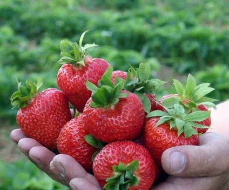 Benefits of the bagged strawberry planting method