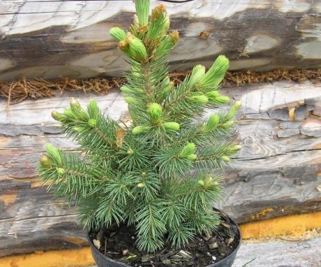 Preparation of spruce seedlings for planting, soil and timing requirements